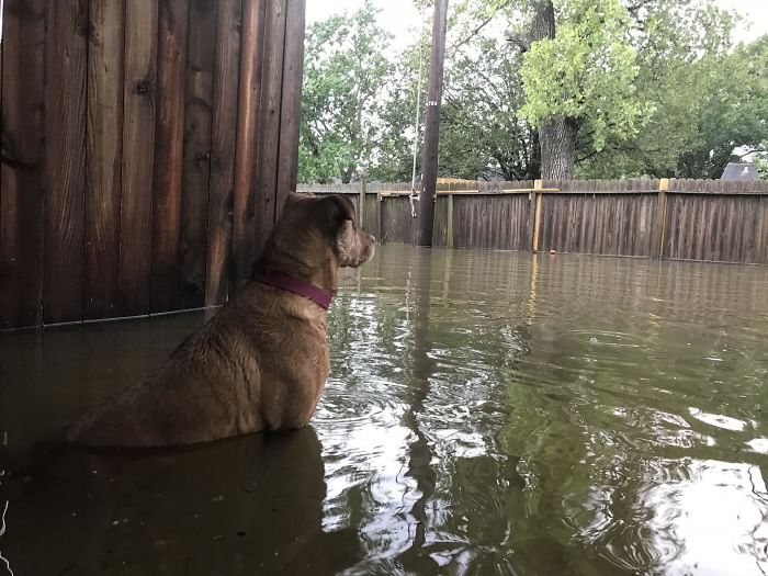 Doggo Keeps An Eye Out On The Flood. Been Stuck At Home Surrounded By Water For 2 Days Now In Friendswood Texas