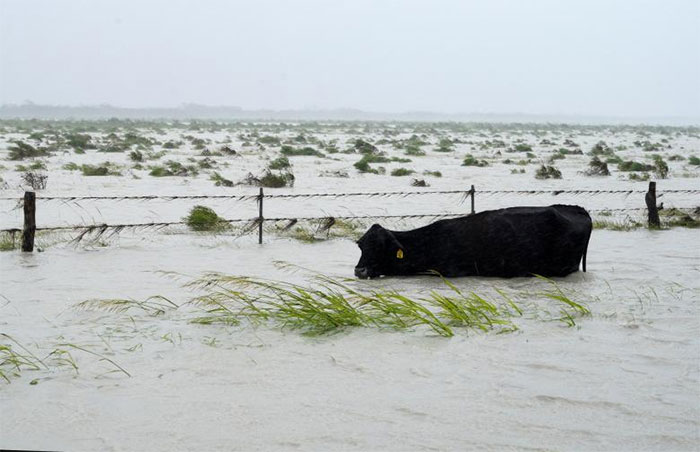 A Cow Struggles To Keep Its Head Above Floodwaters Near Fulton