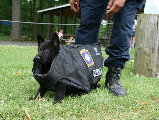 This Is The New Puppy At Training Today. We Don't Think The Bullet Proof Vest Fits... Just Yet