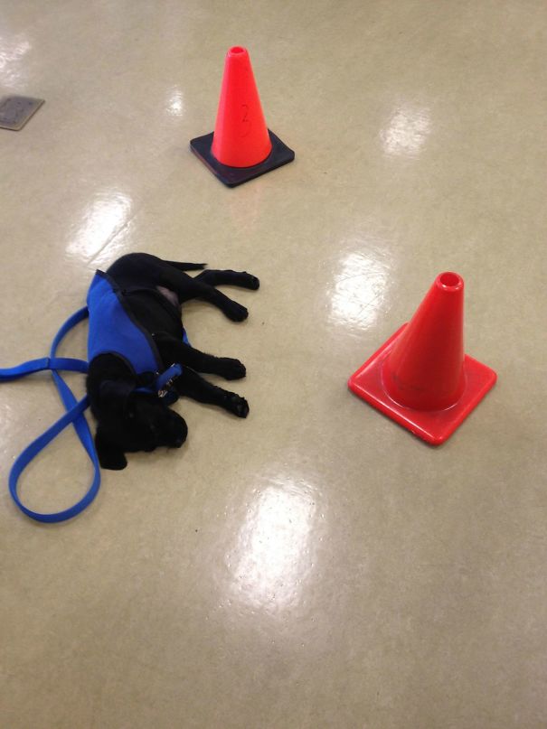 Service Puppy-In-Training Needed A Nap In My Gym. We Put Cones Around Her So She Wouldn't Be Disturbed