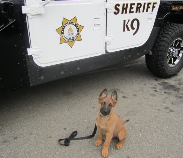 Local Sheriff's Office's Newest Recruit