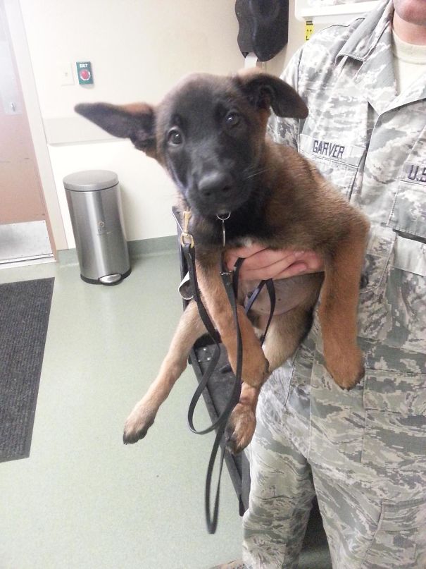 Meet Xxcalliber! Few Months Old Military Working Dog Pup