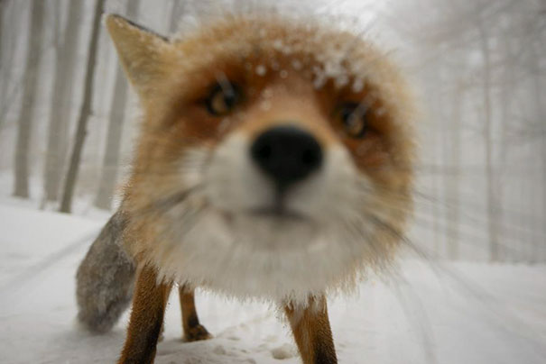 Fox Close Up