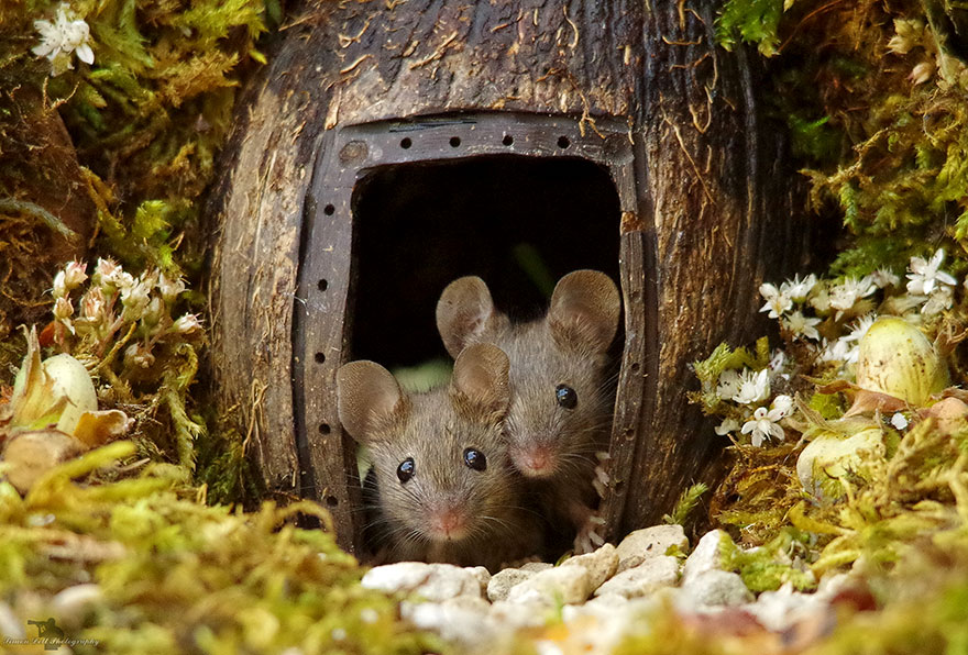 Man Builds A Miniature Village to A Family Of Mice He Discovered Living In His Garden