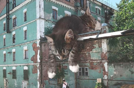 Artist Creates Images That Show How Earth Would Look If Cats Were A Lot Bigger (30 Pics)