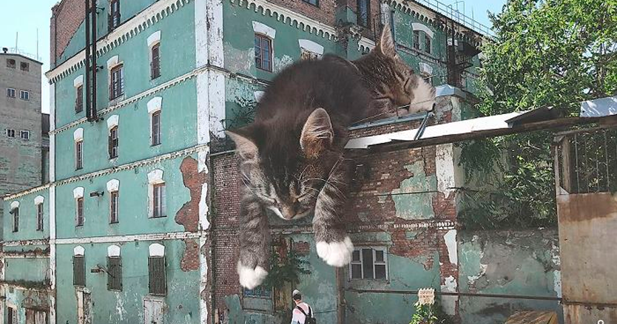 Artist-Photoshops-Giant-Cats-Odnoboko
