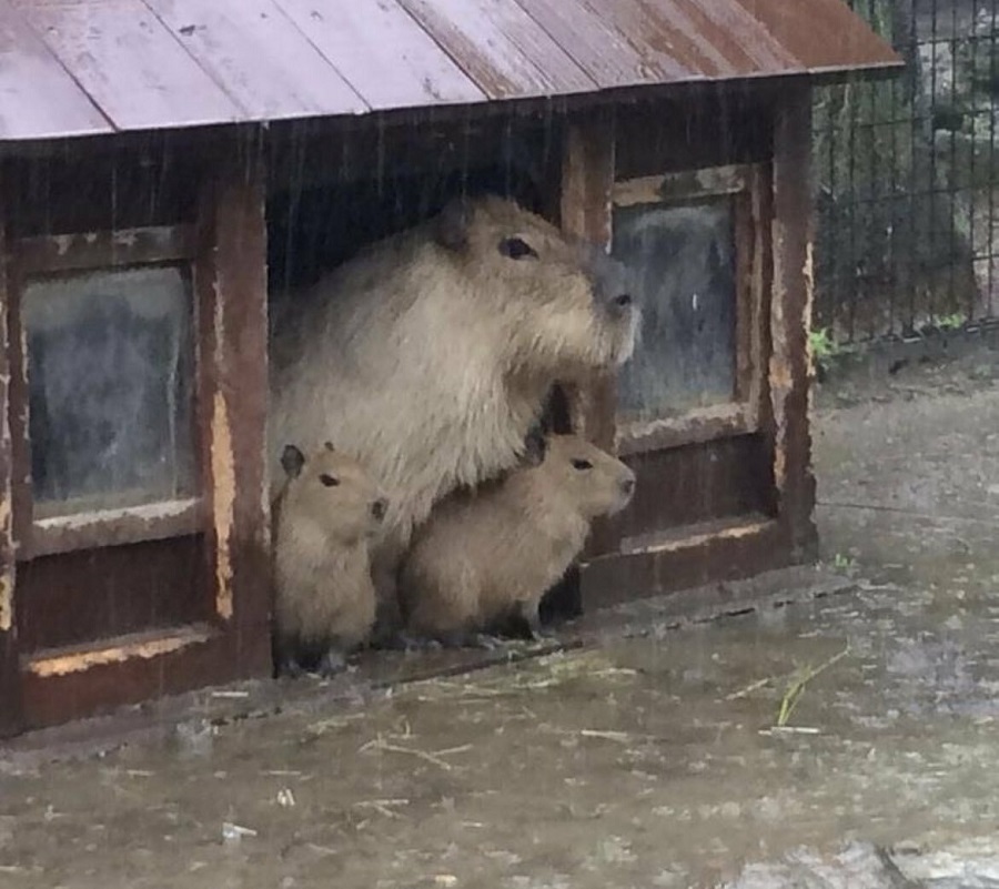 Capybara Family Waiting Out The Rain