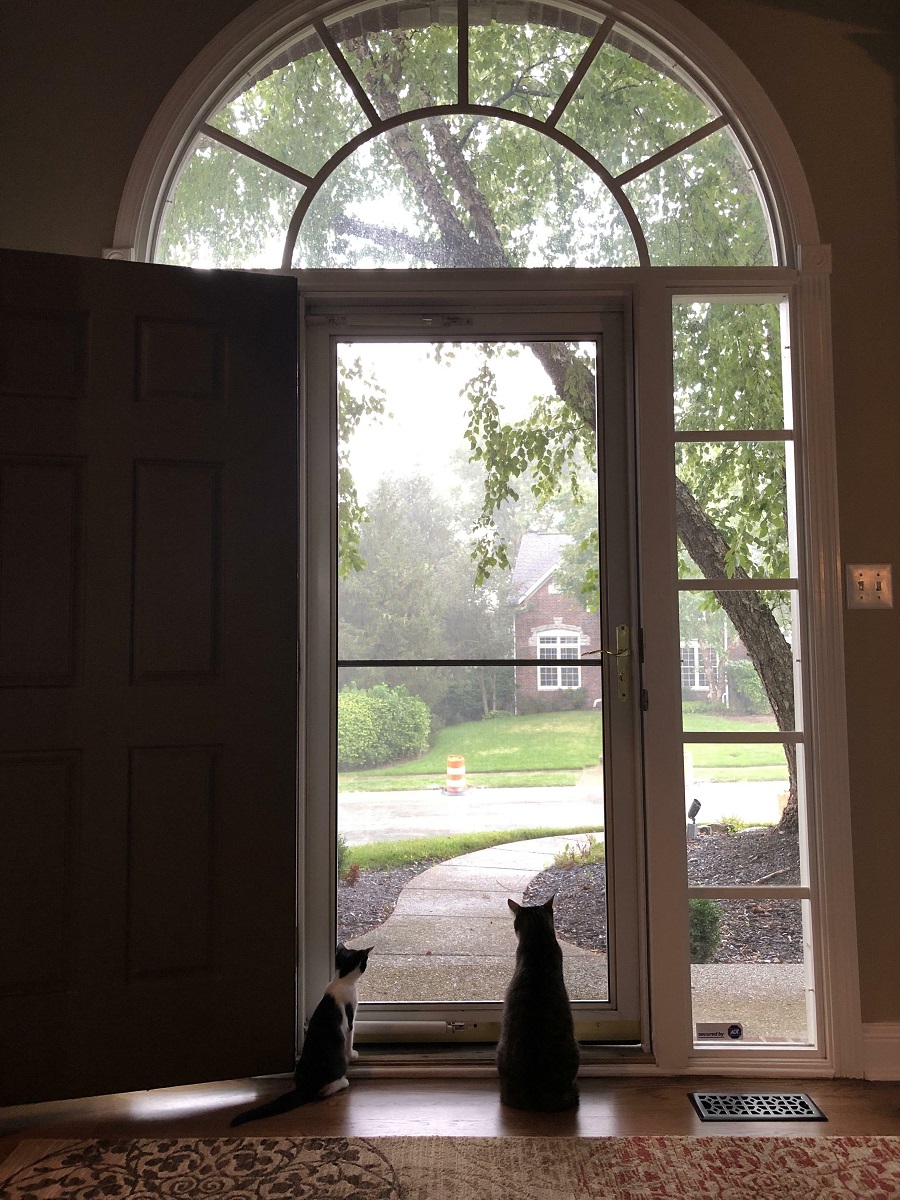 My Cats Enjoying The Downpour