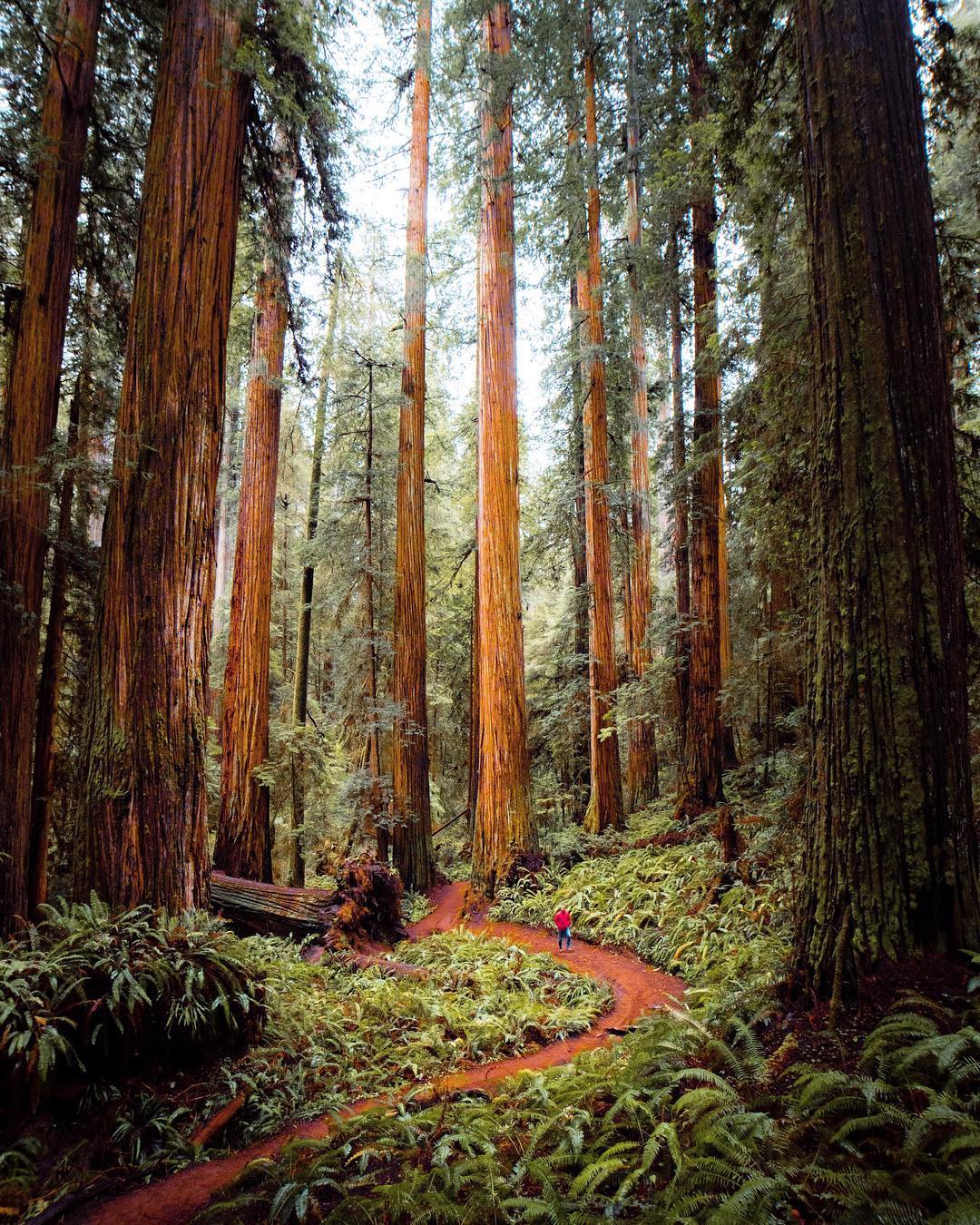I'm incredibly biased, but the most beautiful place is the California redwoods. Drive up 101, and then detour towards Petrolia. There is absolutely nothing like it. Roll down your windows and drive 35mph. Smell the old growth. Stop at the pull-out. Take a small hike. It's worth it.