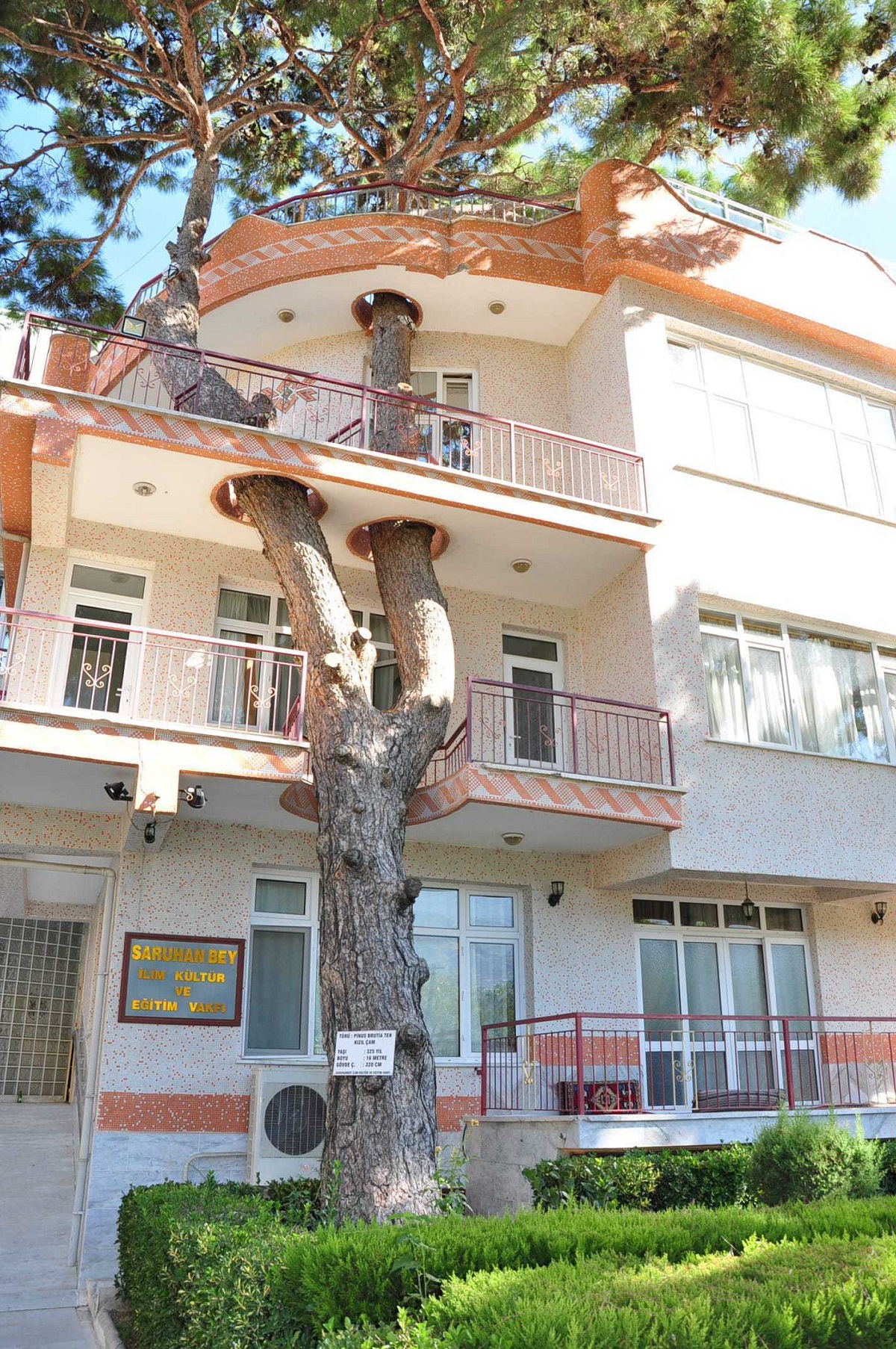 This 325-Year-Old Tree Was Utilized In The Building Design When Authorities In Turkey Would Not Allow For Its Removal