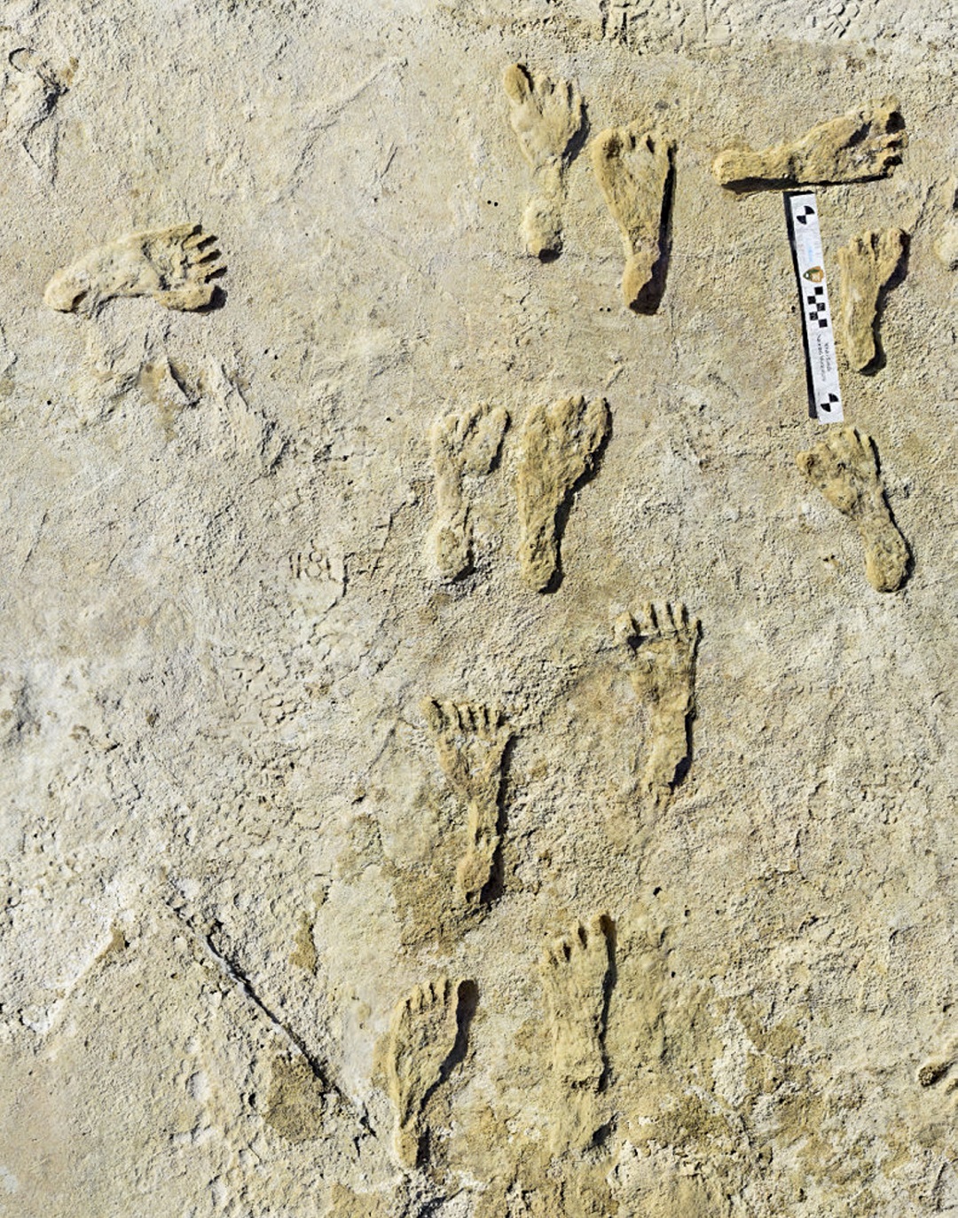 Fossilized Footprints Found In White Sands National Park