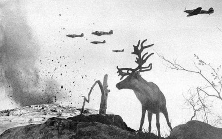A Shell-Shocked Reindeer Looks On As War Planes Dropped Bombs On Russia In 1941