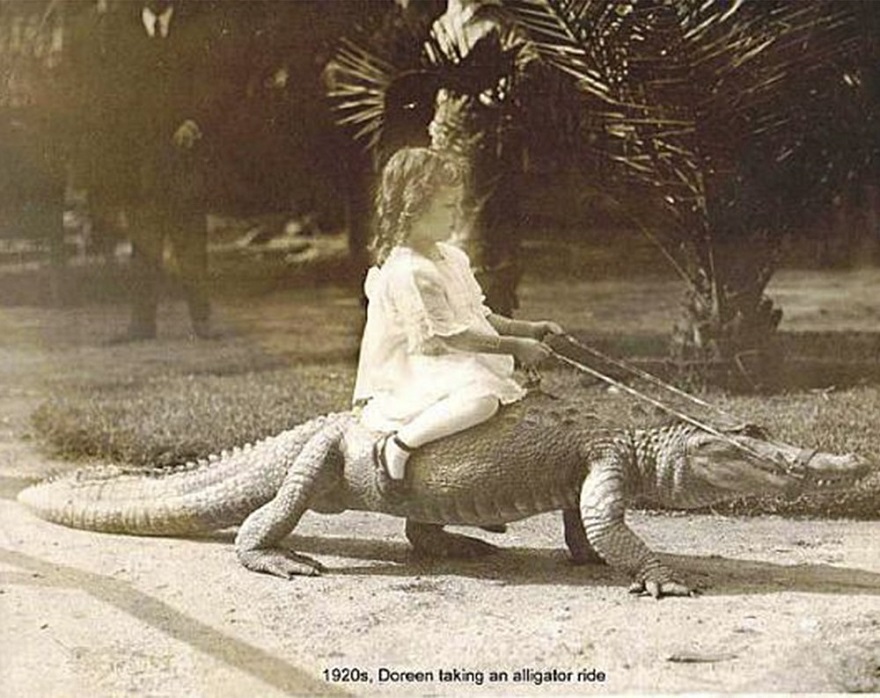 Yes, This Is Also What Kids Used To Do For Fun. This Photo Shows A Young Girl Riding An Alligator In The 1920s
