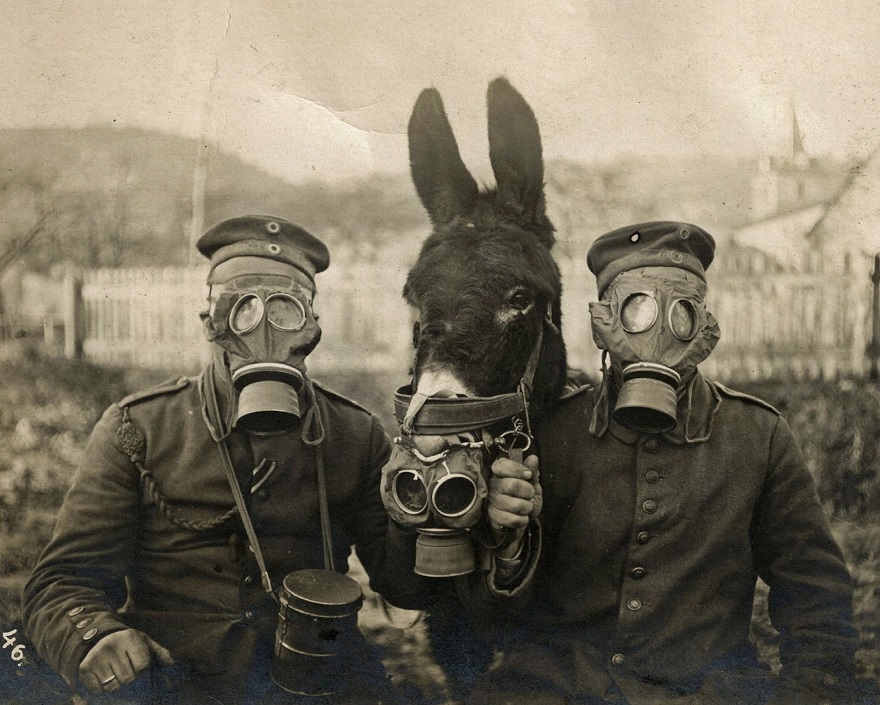 Two German Soldiers And Their Mule Wearing Gas Masks In WW1, 1916. I'm Not Too Sure How That Worked Out For The Mule