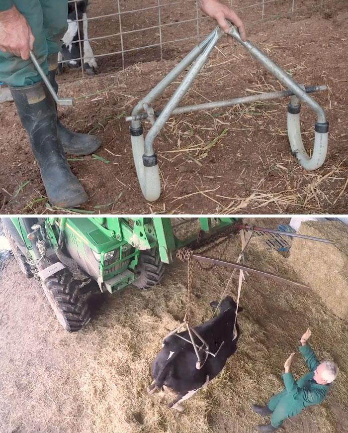 Hip Clamp: A Tool To Help A Cow Stand Up