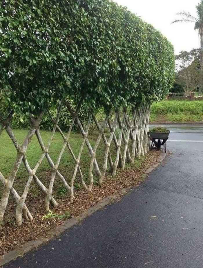 Trees Grown To Look Like Fence