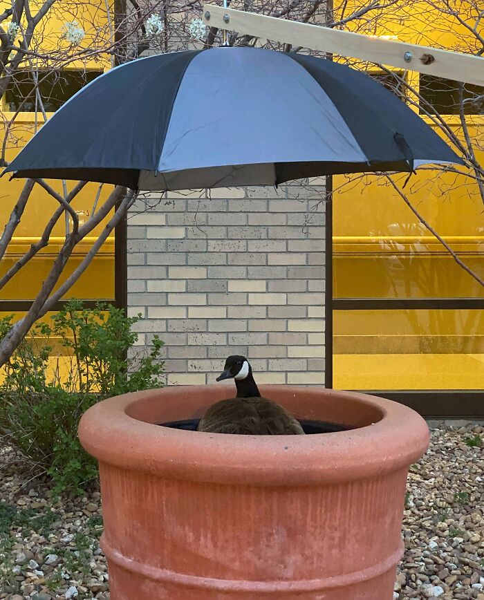 This Goose At My Hospital Laid Eggs And Is Nesting In A Large Planter. One Of Our Maintenance Guys Built An Umbrella For Her And Set Up Nearby Water For Her