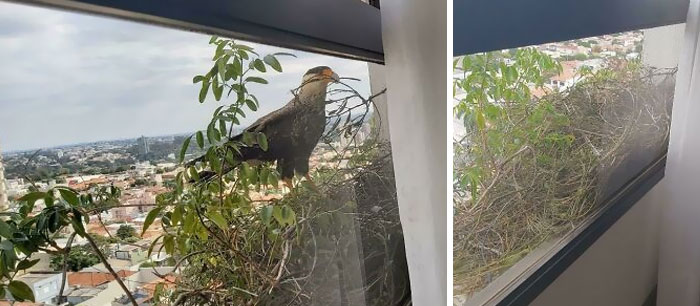 Two Eagles Have Decided To Build A Nest Right Outside My Grandma's Window On the 12th-floor