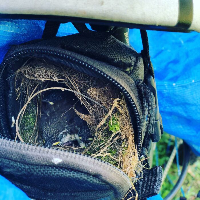 The Nest That Some Birds Made In My Bicycle Seat Pack While I Was Away. I'll Take The Bus To Work As Long As They Need It