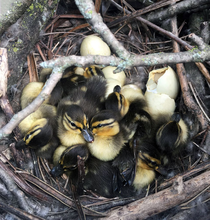 Duck Made A Nest In My Fire Pit, And Duckies Finally Hatched