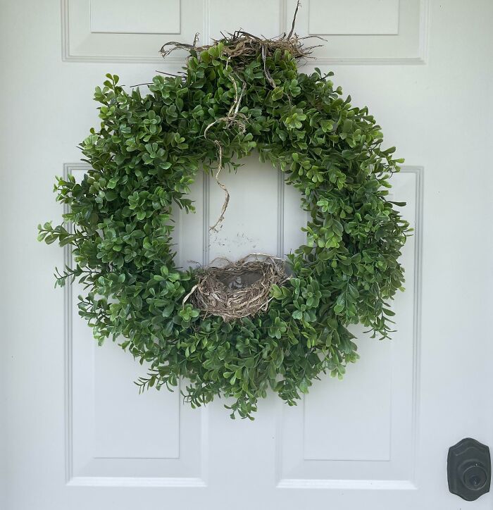 My Wife Hung A Wreath On Our Front Door. In The First Week, A Bird Built A Nest Inside The Wreath. Week Two, A Bird Built A Nest On Top Of The Wreath