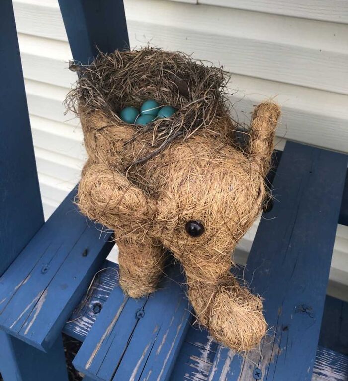 Robin Created Nest In The Back Of An Elephant Planter