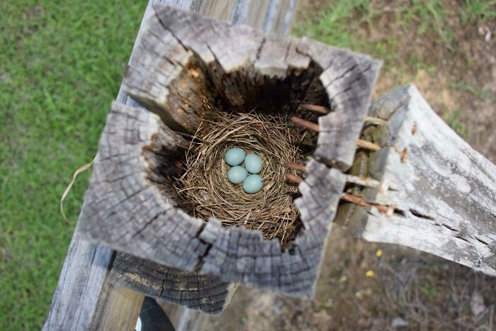 Robin's Nest In The Top Of A Fence Post