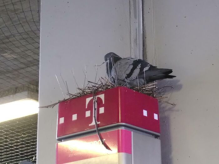 That Pigeon Nesting Between Anti-Pigeon Spikes
