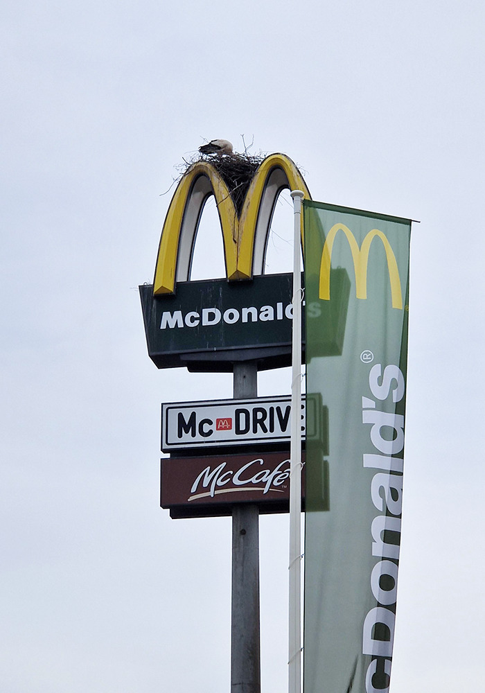 Stork Family Built Their Nest In Between The McDonald's Sign