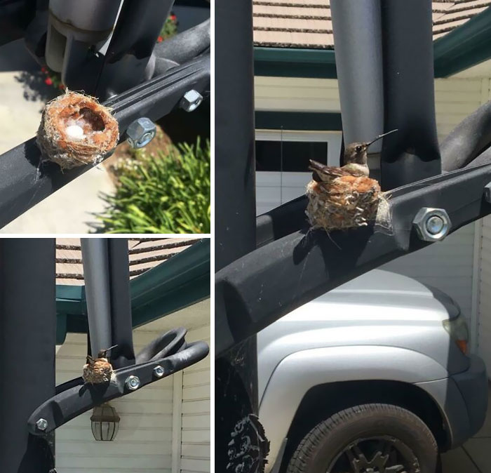 A Hummingbird Made A Nest On The Handle Of My Parent's Basketball Hoop