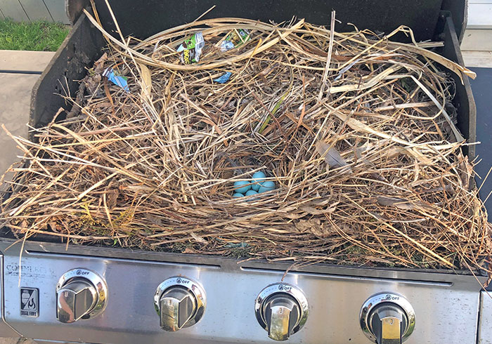 Some Birds Built A Nest In One Of My Relative's Grills, While It Was Still Closed