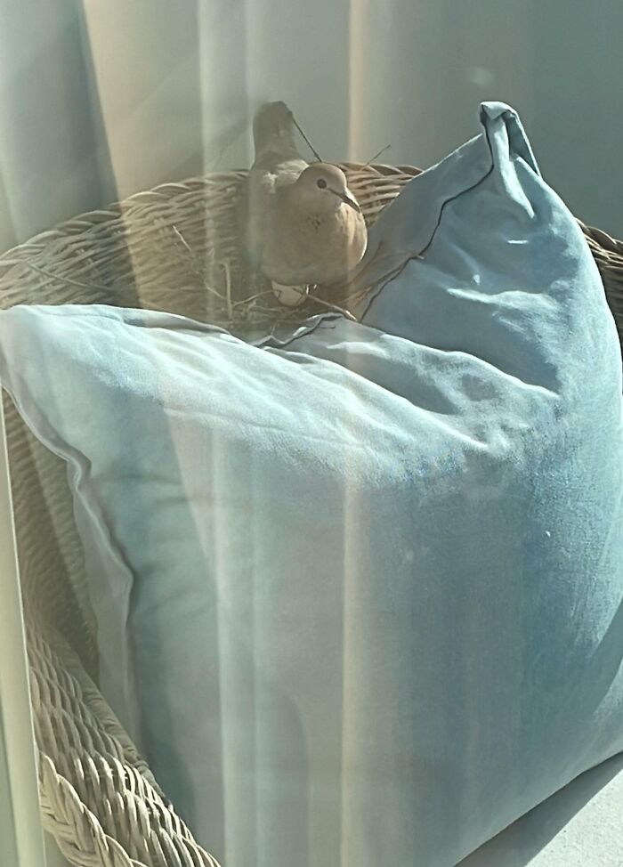 I Came Home Today And Found This Bird On My Balcony Chair, Fully Equipped With a Nest And Egg