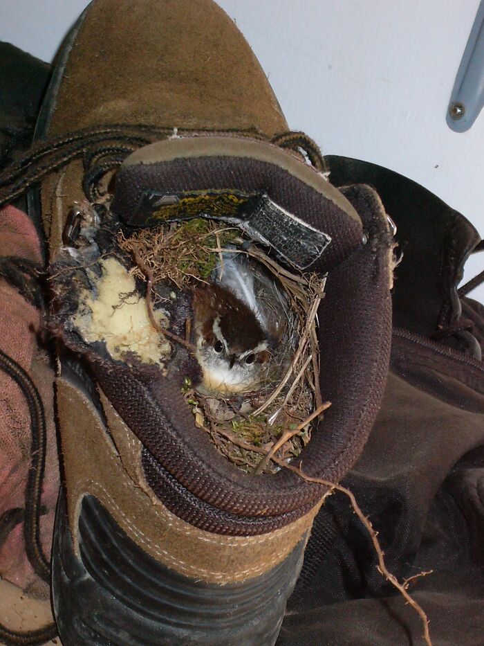 Birds Nesting In A Boot