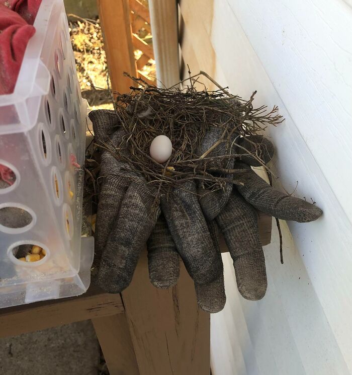 I Left My Work Gloves Outside For A Couple Of Days. I went To Got Them And Found This.