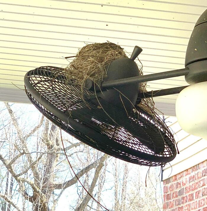 Second Year In A Row Robins Built A Nest On Our Outdoor Ceiling Fan