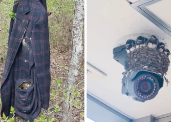 People Share Pictures Of Nests In The Most Random Places