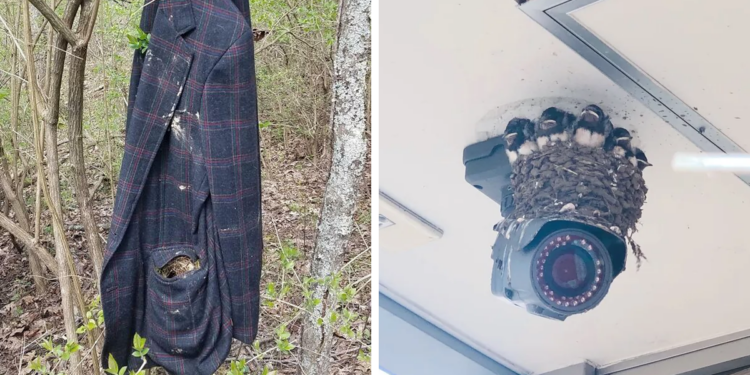 People Share Pictures Of Nests In The Most Random Places