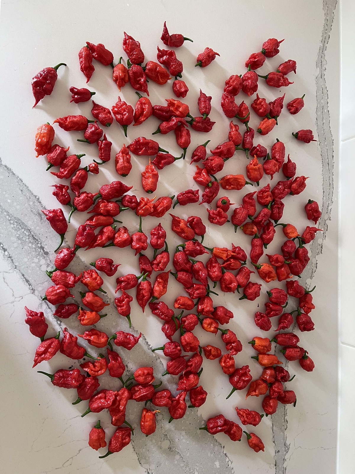 Carolina Reapers I Harvested Yesterday From One Plant