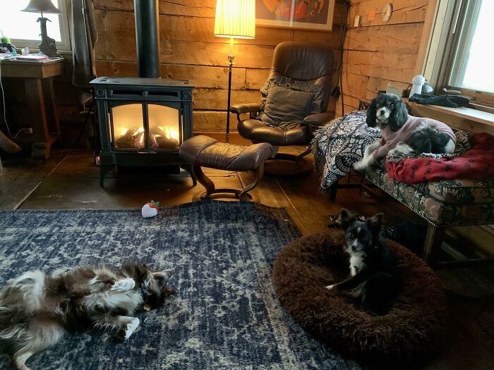 Our Dogs Enjoying Cabin Life In Colorado