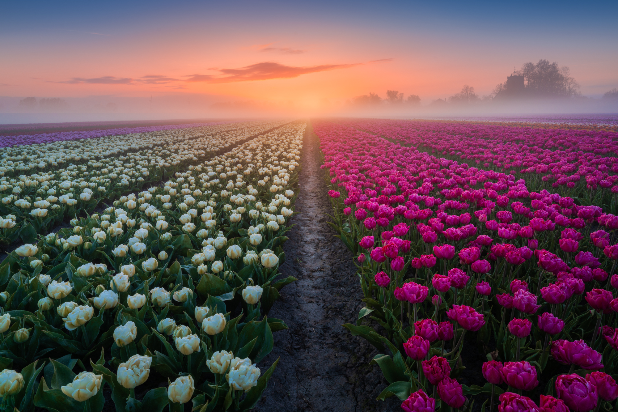 Here, the sun rose exactly in the middle of the lines in this tulip field.