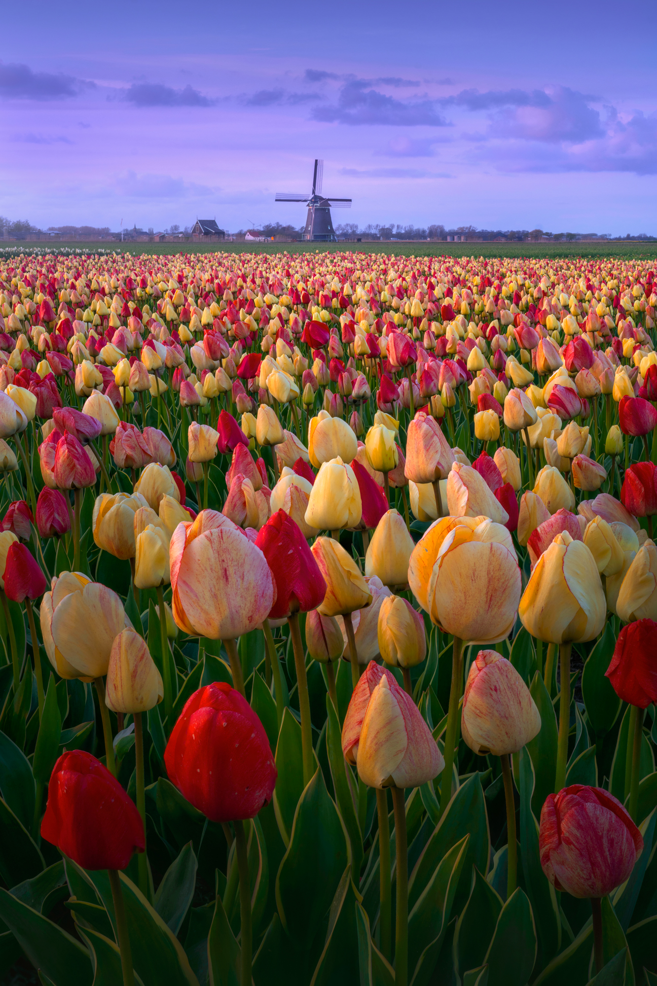 Classic view of a windmill with tulips in front. The red and yellow are a mixed version of tulips.