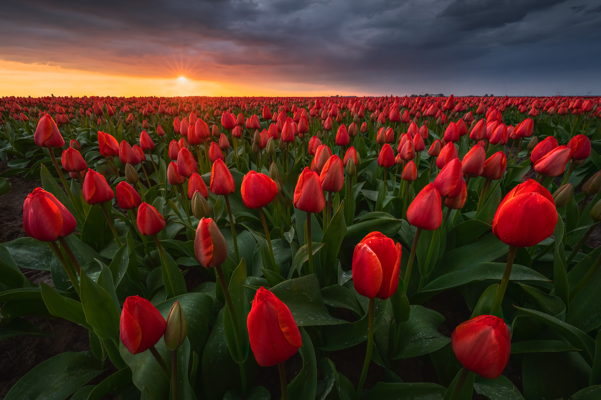 Stormy skies over the tulip fields are one of my favorite combinations to photograph.