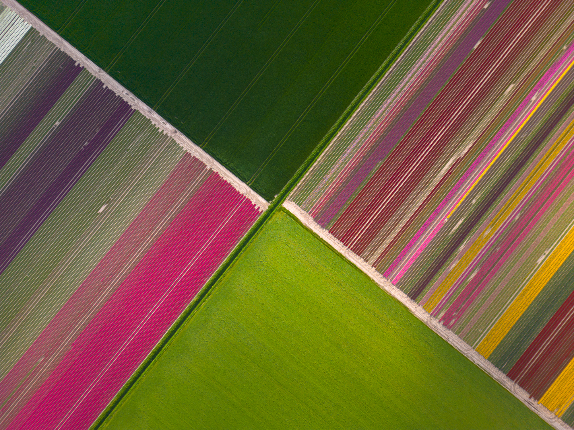 Top-down views of the tulip field: a work of art!