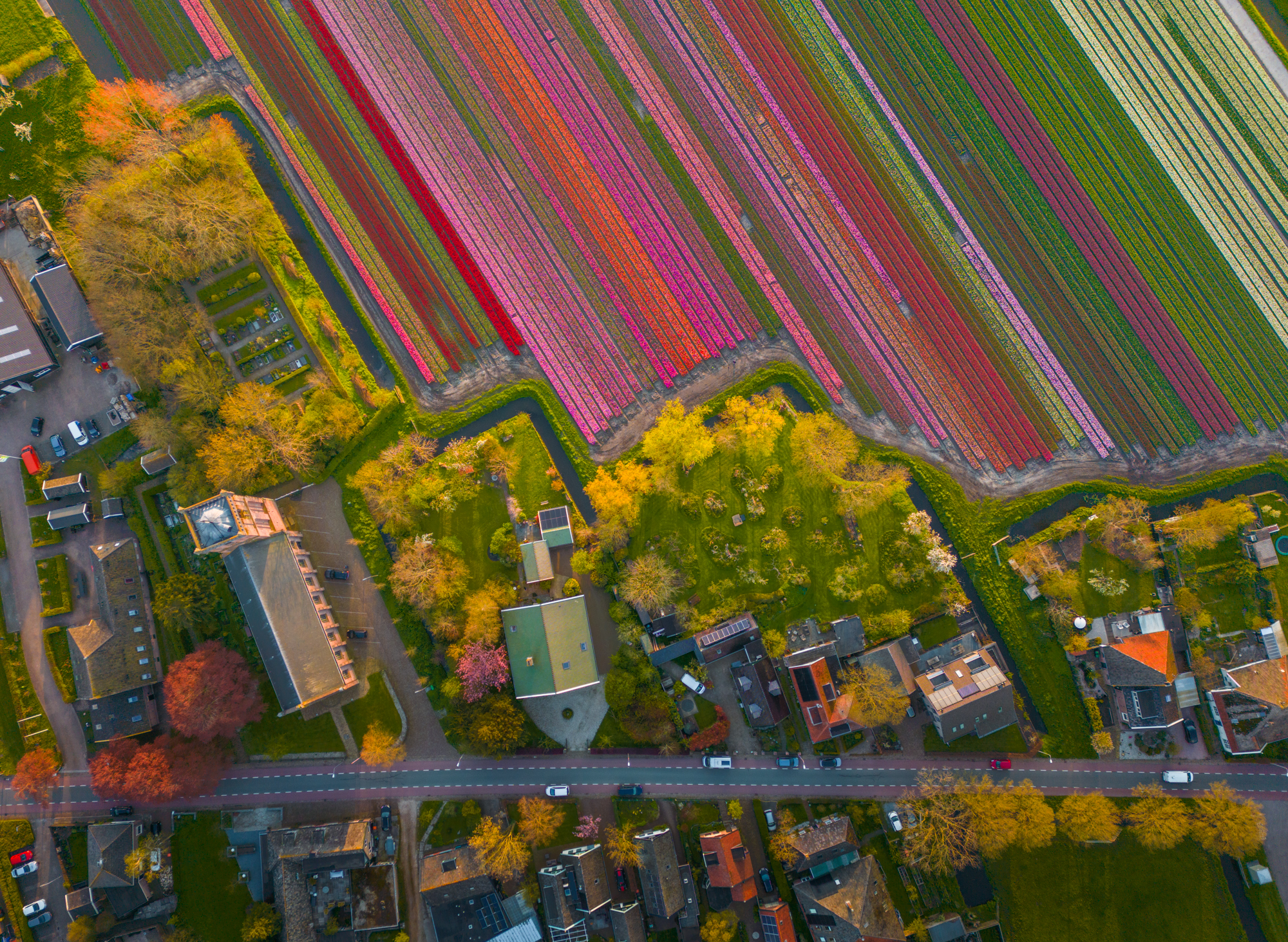 Living between the tulips. It must be beautiful to wake up and have a view right over the tulip fields.