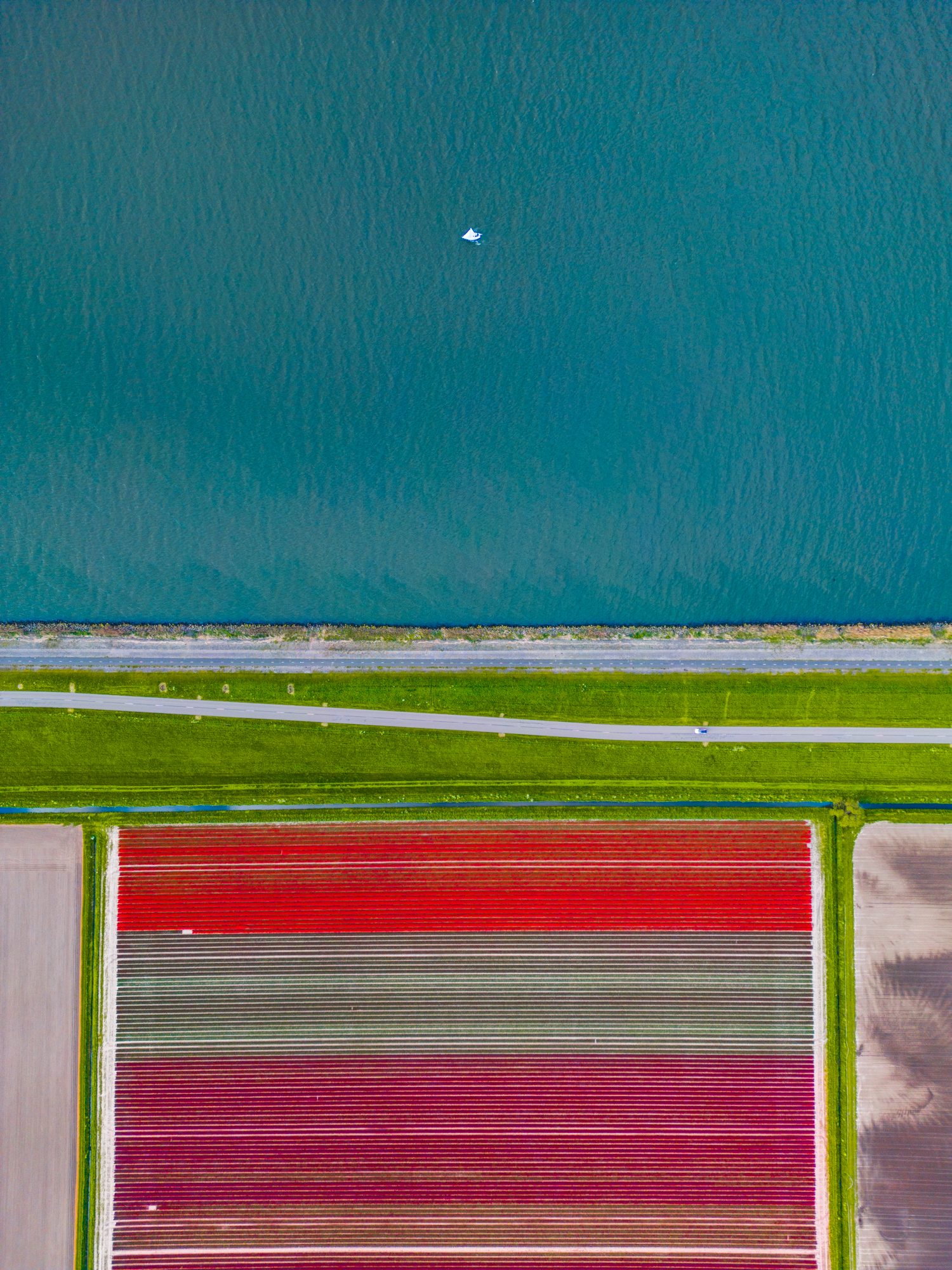 A tulip field right next to the water. I was lucky my boat had just passed by.