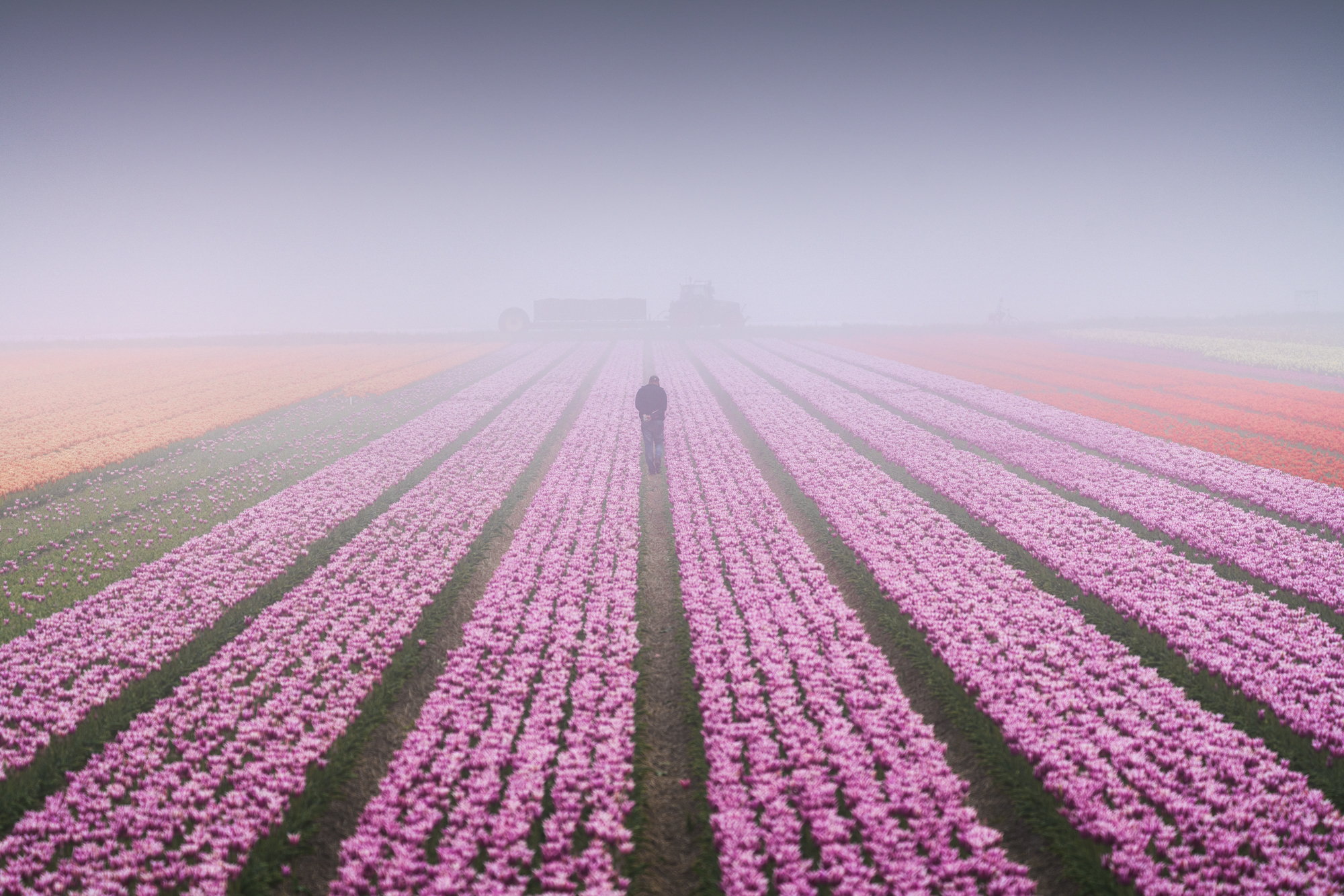 A farmer walks through the lines of tulips, looking for tulips that don't belong there. He will remove them all before he harvests the bulbs.