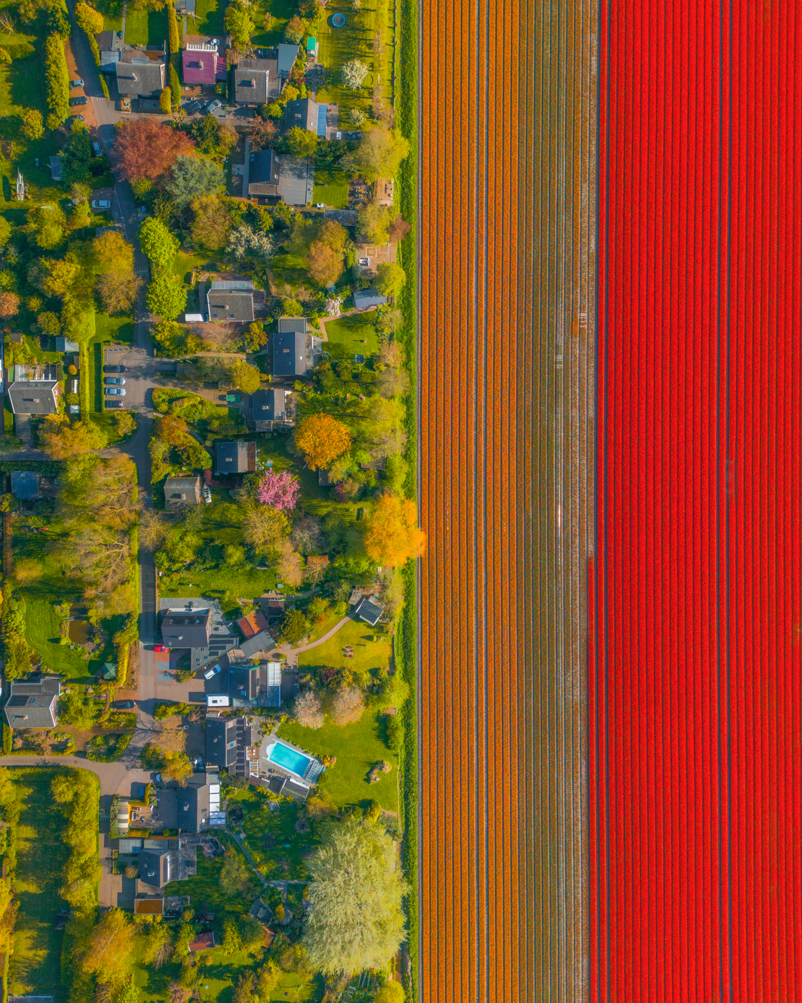 The split! Imagine looking over a sea of red tulips from your house!