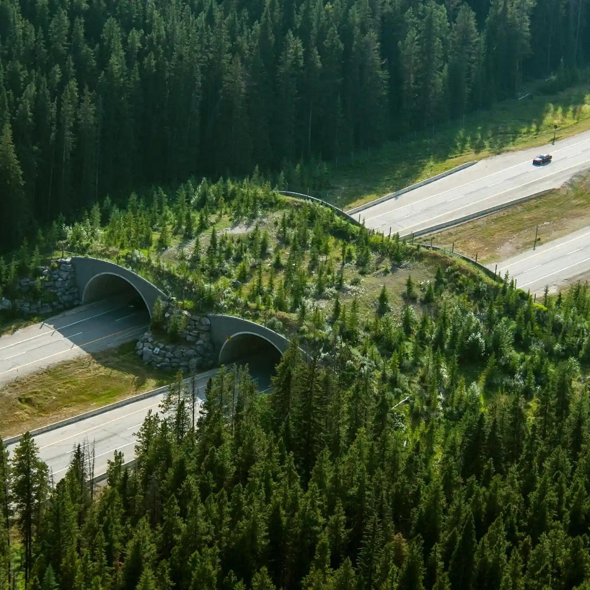 Banff Wildlife Crossing Project, Banff, Alberta, Canada. Combined With Fencing To Keep The Animals Off The Road, The Structures Have Reduced Animal-Vehicle Collisions In The Area By More Than 80%