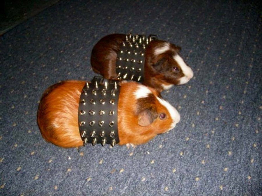 Because Your Guinea Pigs Can't Go Around Looking Cute And Adorable!
