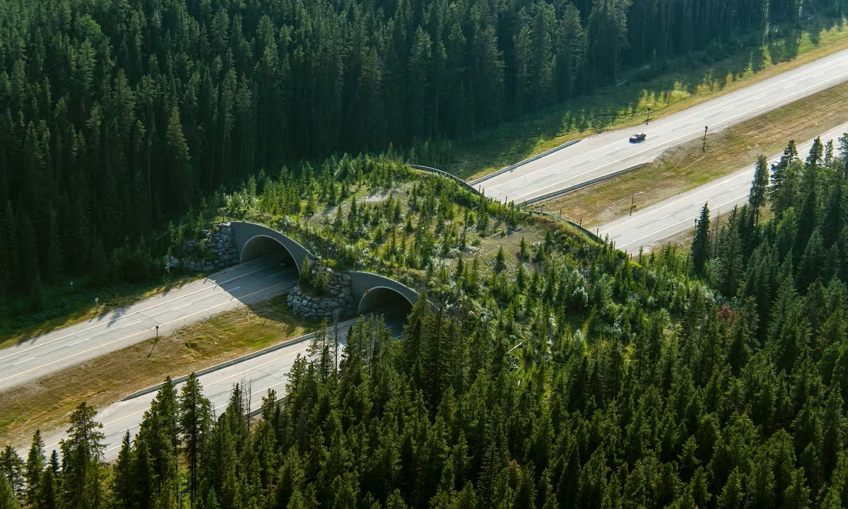 Banff Wildlife Crossing Project, Banff, Alberta, Canada. Combined With Fencing To Keep The Animals Off The Road